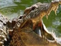 krokodile 19-3-2017