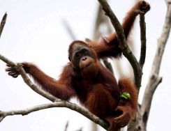 orangutan_11-6-2011