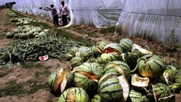 exploding_watermelons_17-5-2011
