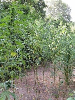 xasisofyteia1 8-9-2015