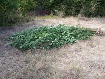 xasisofyteia2 8-9-2015