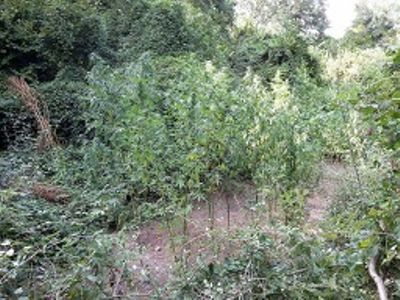 xasisofyteia3 8-9-2015