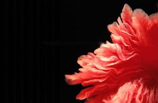 slpgk_24-9-2011