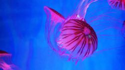 eidiseis