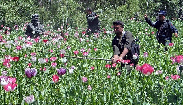 afganistan paidia opium  brides6 30-1-2013