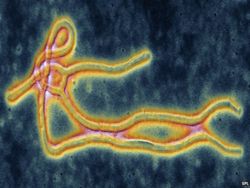 ebola1 30-8-2014