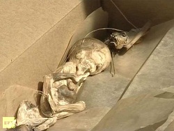 embrya_russia_24-7-2012