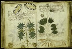 voynich small 21-12-2012