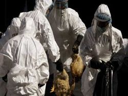 nekroi H7N9 Kina 15-4-2013