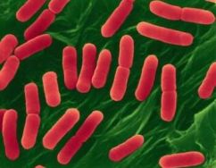 e.coli